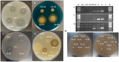 IAA-producing plant growth promoting rhizobacteria from Ceanothus velutinus enhance cutting propagation efficiency and Arabidopsis biomass